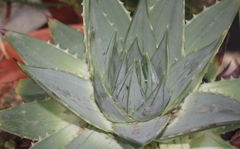 Aloe polyphylla