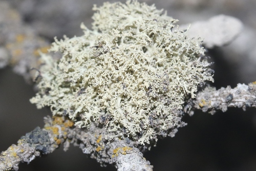 Ramalina roesleri observed 2026-06-13