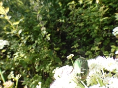 Coleoptera