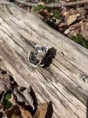 Trametes versicolor image