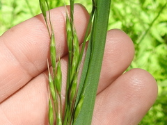 Bromus pubescens