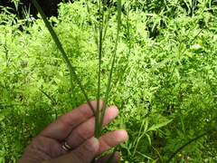 Bromus pubescens