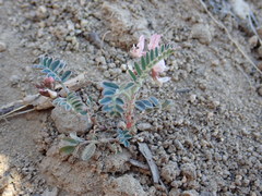 Astragalus cobrensis