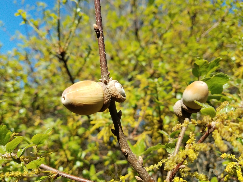 Hybrid oak (Quercus × eplingii)