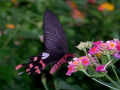 Byasa polyeuctes