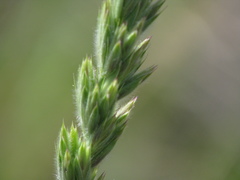 Leymus innovatus