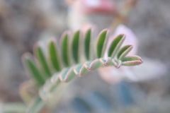 Astragalus cobrensis