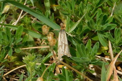 Thisanotia chrysonuchella