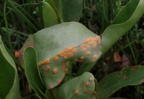 Uromyces limonii