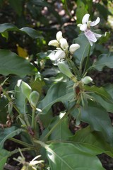 Justicia adhatodoides