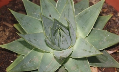 Aloe polyphylla