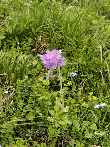 Primula halleri, photograph 1