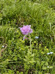 Primula halleri