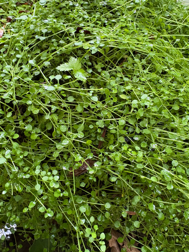 Houstonia serpyllifolia, photograph 4