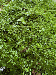(c) Kyle Van Houtan, some rights reserved (CC BY) Houstonia serpyllifolia, photograph (c) Kyle Van Houtan, some rights reserved (CC BY)