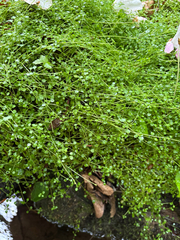 (c) Kyle Van Houtan, some rights reserved (CC BY) Houstonia serpyllifolia, photograph (c) Kyle Van Houtan, some rights reserved (CC BY)