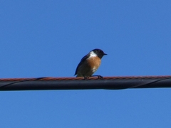 Saxicola rubicola