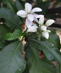 Justicia adhatodoides