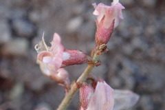 Astragalus cobrensis