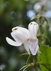 Justicia adhatodoides