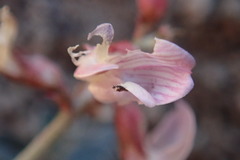 Astragalus cobrensis