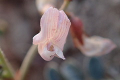 Astragalus cobrensis