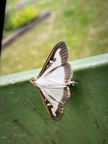 Box Tree Moth