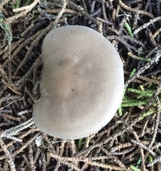 Clitocybe albirhiza