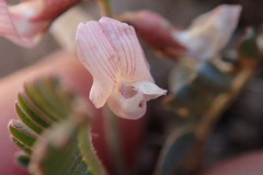 Astragalus cobrensis