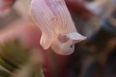 Astragalus cobrensis