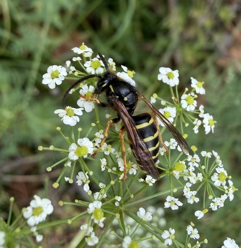 Tree Wasp photo 2