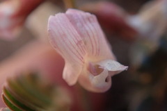 Astragalus cobrensis