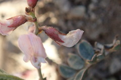 Astragalus cobrensis