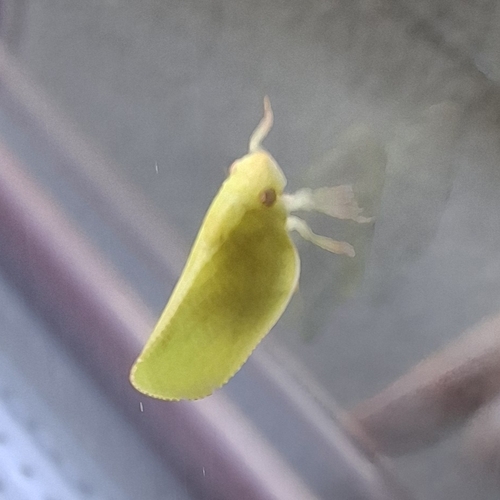 Green Cone-headed Planthopper