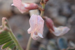 Astragalus cobrensis