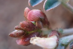 Astragalus cobrensis