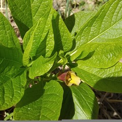 Scopolia carniolica