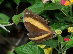 Yoma sabina podium