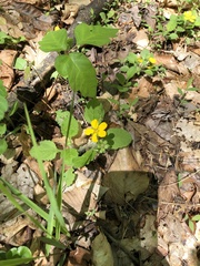 Chrysogonum