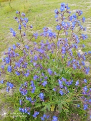 Anchusa azurea