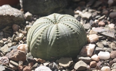 Euphorbia obesa