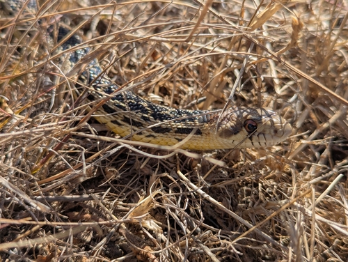 iNaturalist observation photo of San Diego Gopher Snake