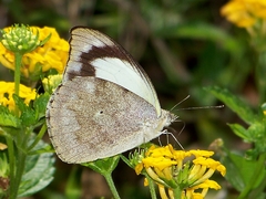 Appias indra aristoxemus