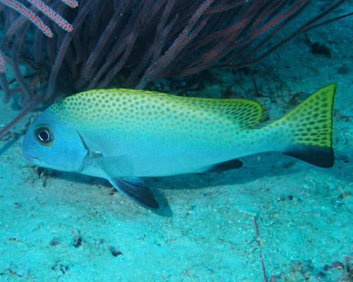Blackfin slatey (Diagramma melanacrum) — Haemulidae