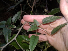 Rubus schmidelioides schmidelioides