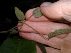 Rubus schmidelioides schmidelioides