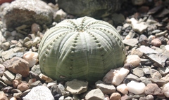 Euphorbia obesa
