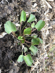 Halerpestes cymbalaria