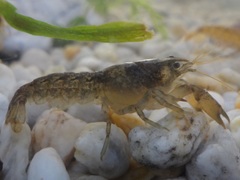 Cambarellus montezumae