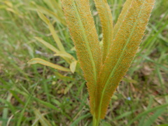 Puccinia sii-falcariae